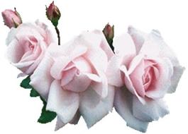 کیا آپ جانتے ہیں اللہ تعالی آپ کیلئے کون سے غیر متوقع خوبصورت اشیاء (اسباب) تخلیق کرتا ہے