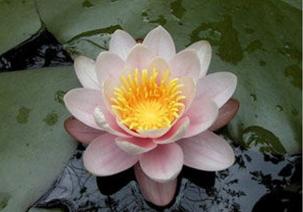 مسلمانوں کی اصلی پہچان (خلوص نیت)