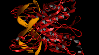 DNA comparison