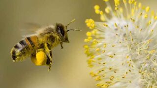 Honey Bee Collecting Pollen