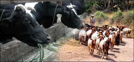 cow goat