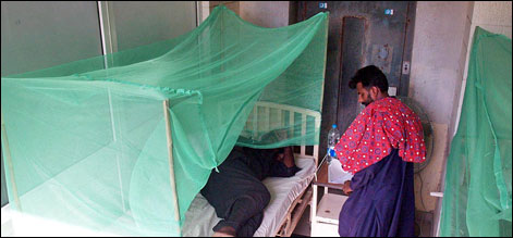 dengue pakistan