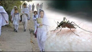 dengue school
