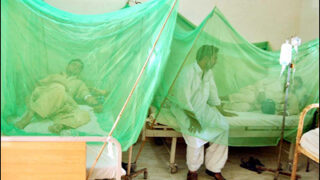 dengue