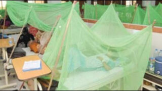 dengue