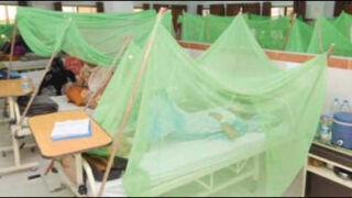 dengue