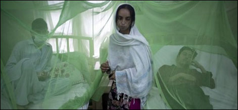 dengue