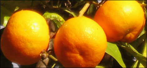 پاکستانی کینو کی روس اور یوکرائن میں تیزی سے مقبولیت