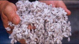 Cotton
