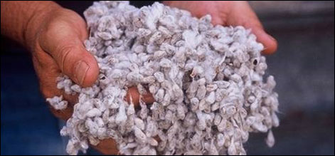 Cotton