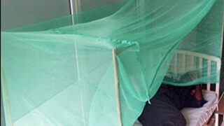 Dengue