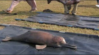 blind dolphin