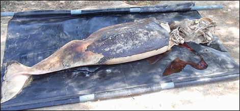 سکھر: بلائنڈ ڈولفنز کی ہلاکتیں جاری، تعداد 24ہو گئی