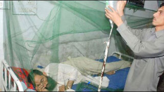 dengue