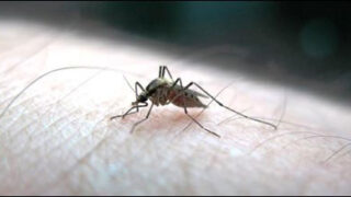 dengue
