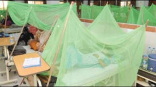 dengue