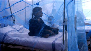dengue