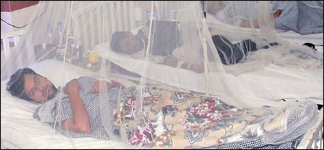 dengue
