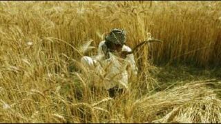 wheat