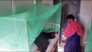 dengue