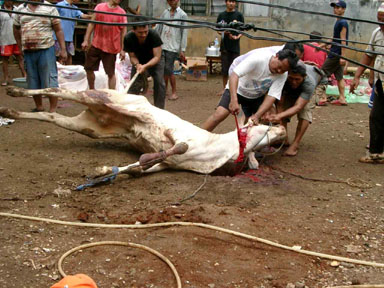 قربانی، دین کا جامع تصور