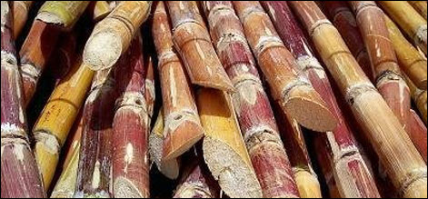 sugar cane