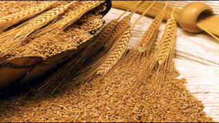 wheat