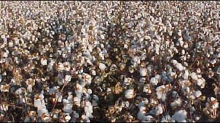 cotton