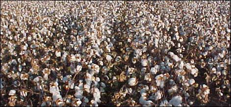 cotton
