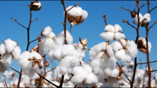 cotton