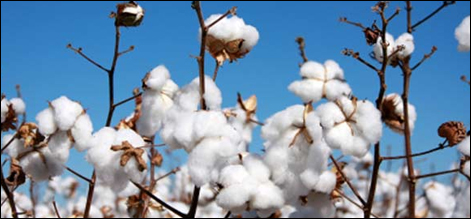 cotton