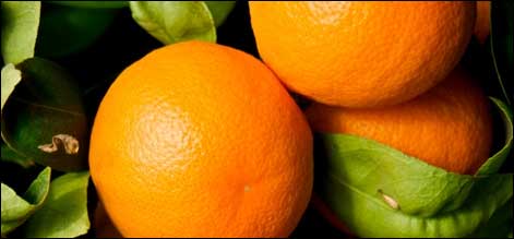 پاکستانی کینو کی برامد کے لیے نئی راہیں