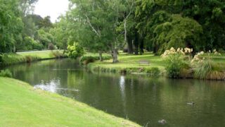 river trees ducks