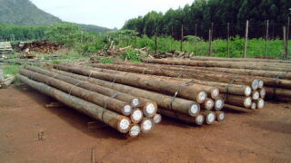 Eucalyptus Wood Logs