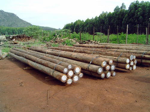 Eucalyptus Wood Logs