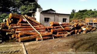 Illegal logging