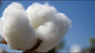 cotton