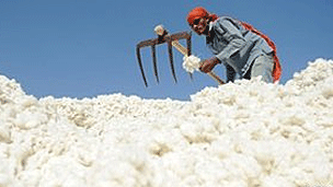 cotton