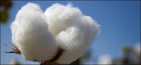 cotton
