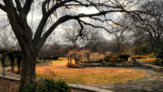 garden trees