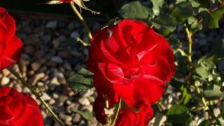 red rose