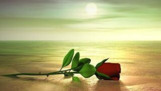 red rose
