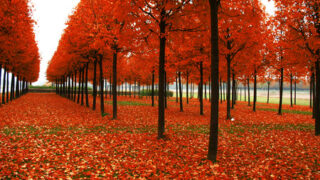 trees