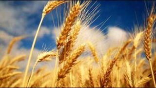 wheat