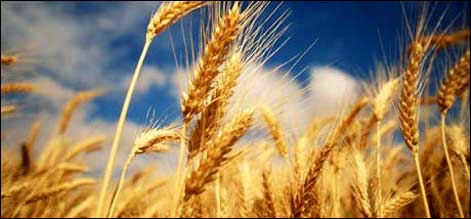 wheat