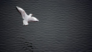 Bird flying over sea