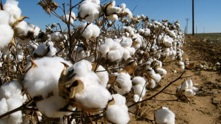 Cotton