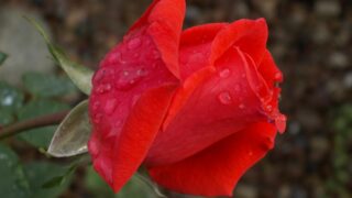 Wet Red Rose