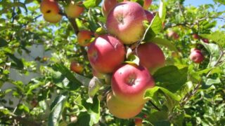 apples