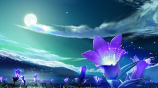 beautiful flowers